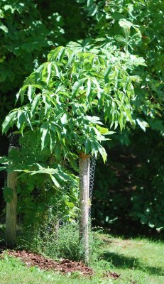 Aesculus flava - jírovec žlutý - letní habitus - mladý stromek po výsadbě (39)